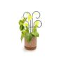 Mini Scroll Pot Trellis – 18″